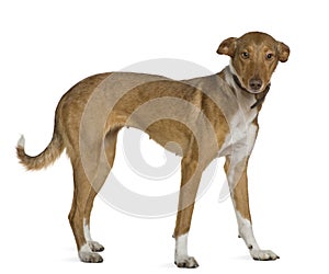 Podenco Andalou dog, 2 years old, standing photo