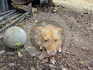 Andalusian race dog photo