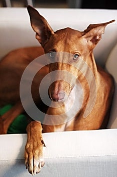 Podenco Canario