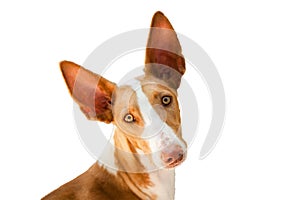 Podenco Canario Podengo Portugues Dog Breed, purebred isolate