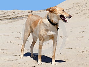 Podenco crossbreed