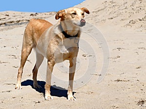 Podenco crossbreed with collar