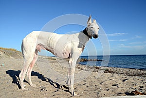 Podenco dog at beach photo