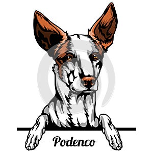 Podenco - dog breed. Color image of a dogs head isolated on a white background