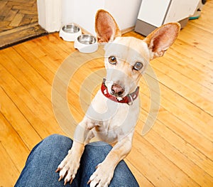 Hungry dog with food bowl