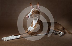Podenco ibicenco dog in front of brown background