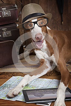 Podenco ibicenco dog with glasses and hat photo
