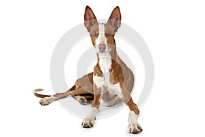 Podenco ibicenco dog isolated on white photo