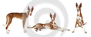 Podenco ibicenco dog over white