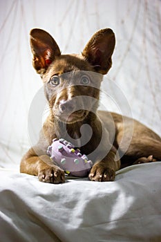 Podenco ibicenco ibisan greyhound dog on sofa Funny brown puppy pup with ears up