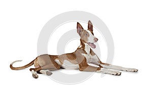 Podenco ibicenco (Ibizan Hound) dog