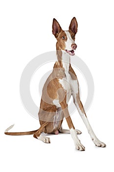 Podenco ibicenco (Ibizan Hound) dog isolated on white