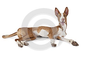 Podenco ibicenco (Ibizan Hound) dog over white