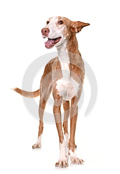 Podenco ibicenco in studio