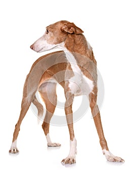 Podenco ibicenco in studio