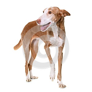 Podenco ibicenco in studio photo