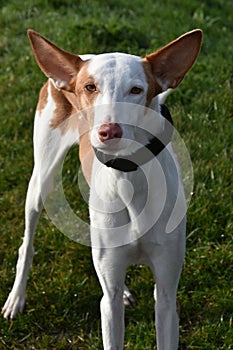 Podenco photo