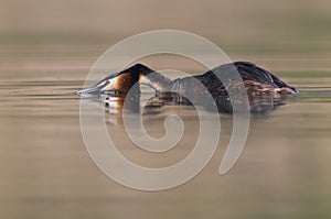 Podiceps cristatus Great Crested Grebe