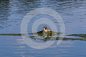 Podiceps cristatus, great crested grebe water bird sitting in nest on pond. Czech wildlife animal