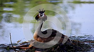 Podiceps cristatus, great crested grebe water bird sitting on nest in pond. Expand her head feather when defend egg. Czech