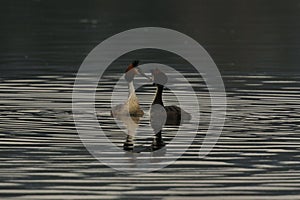 Podiceps cristatus males monitors and intimidates on his lake
