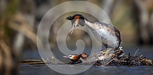 Podiceps cristatus mate together, have spring courtship and perform the act of love