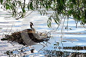 Podicipedidae big duck sits on a stone, a city pond in the park, wild animal world,