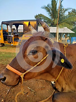 Podisi cow