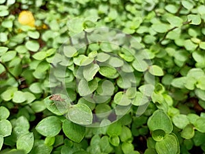 Podisus among mint corsican