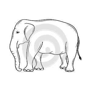 Hand drawn of elephant vector illustration