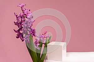 Podium for product photo background with jacinth. geometric objects and flowers.