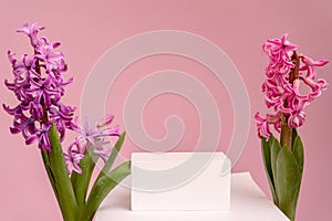 Podium for product photo background with jacinth. geometric objects and flowers.