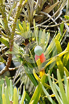 Podocarpus macrophyllus