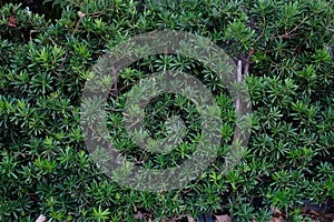 Podocarpus polystachyus leaf texture