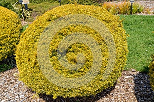 Podocarpus Totara - Albany Gold