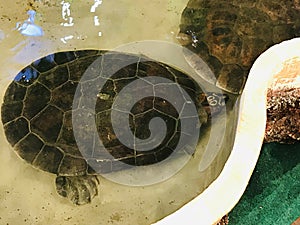 Podocnemis expansa or Giant amazon river turtle or South american river turtle or Arrau turtle.