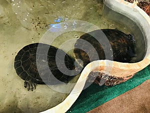 Podocnemis expansa or Giant amazon river turtle or South american river turtle or Arrau turtle.