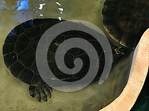 Podocnemis expansa or Giant amazon river turtle or South american river turtle or Arrau turtle.