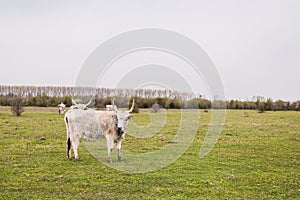 Podolian cattle on green pasture at ecofarm on grazing , spring day, rural landscape photo