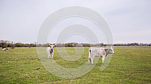 Podolian cattle on green pasture at ecofarm on grazing , spring day, rural landscape photo