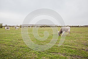 Podolian cattle on green pasture at ecofarm on grazing , spring day, rural landscape photo