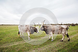 Podolian cattle on green pasture at ecofarm on grazing , spring day, rural landscape photo