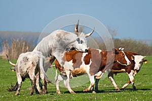Podolian cow and bull