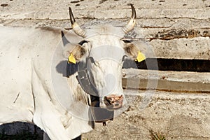 Podolic cow near watering place