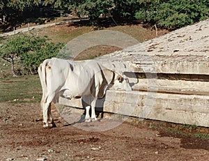 Podolic cows drinking in watering place