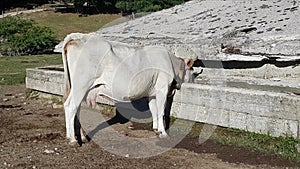 Podolic cows drinking in watering place