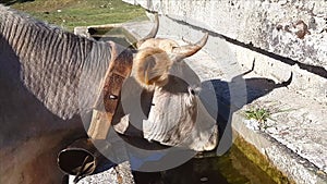 Podolic cows drinking in watering place