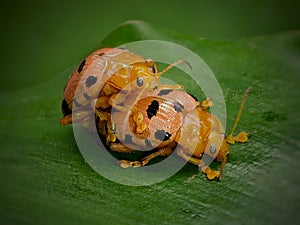 Podontia quatuordecimpunctata mating photo