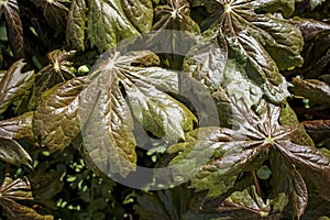 Podophyllum peltatum grows in the spring in the garden