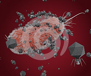 Podoviridae T7 bacteriophage is infecting pseudomonas bacteria
